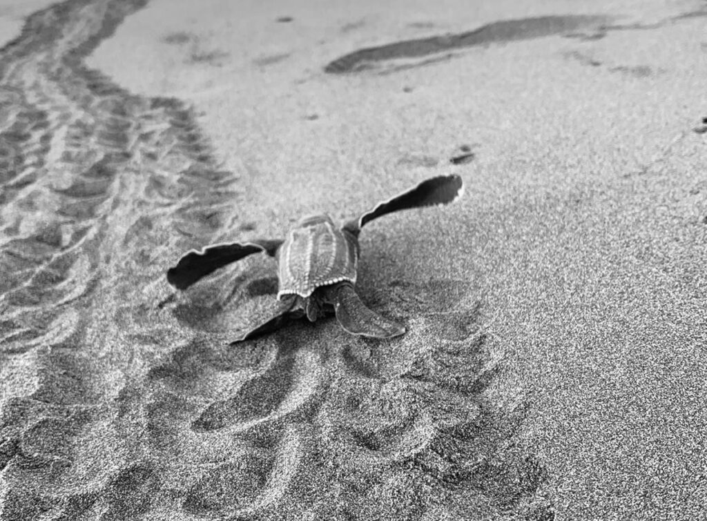 bébé-tortue-de-mer-Costa-Rica